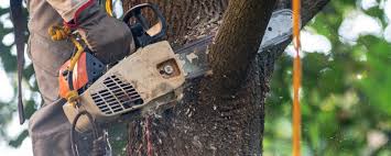 Best Tree Removal  in Mosinee, WI