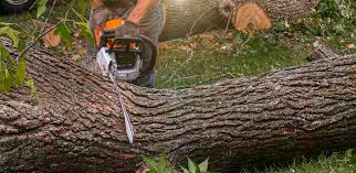 How Our Tree Care Process Works  in  Mosinee, WI