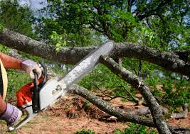 Best Root Management and Removal  in Mosinee, WI