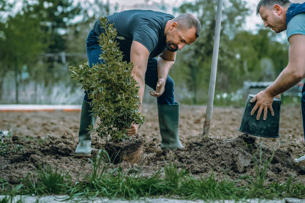 Best Tree Removal  in Mosinee, WI