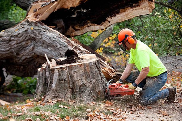 Seasonal Cleanup (Spring/Fall) in Mosinee, WI