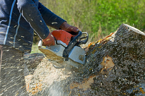 Best Seasonal Cleanup (Spring/Fall)  in Mosinee, WI